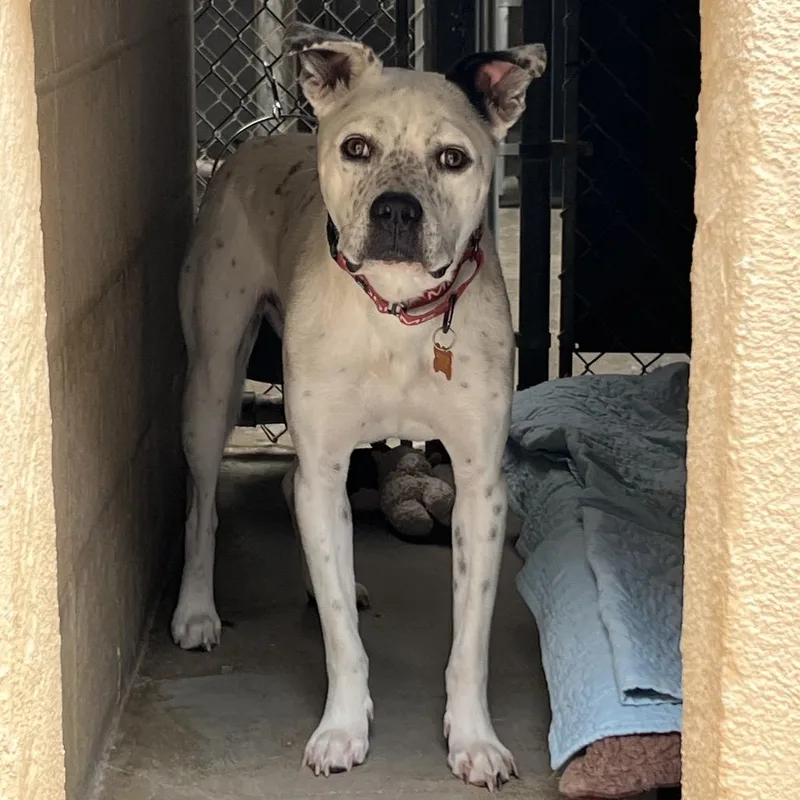 An adult medium-sized male White / Cream Pit Bull Terrier dog named Rocket for adoption in Ojai, CA