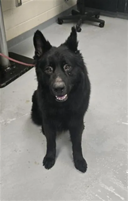 An adult large-sized male German Shepherd Dog dog named Zeus for adoption in Fayetteville, NC