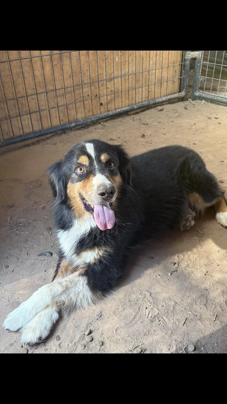 An adult medium-sized male Australian Shepherd dog named Chrisholm for adoption in Paradise, TX