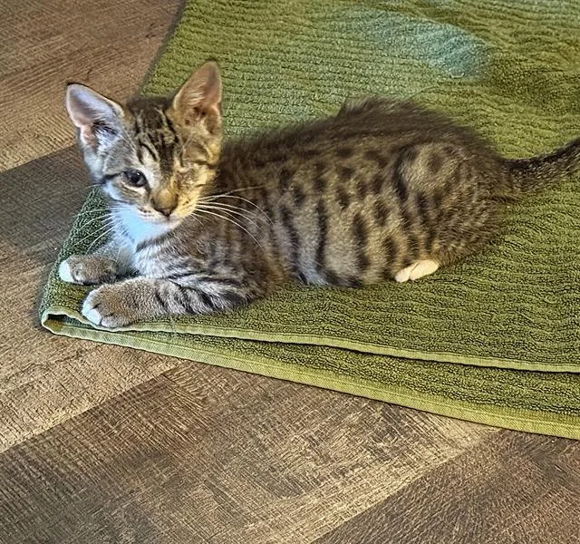 A baby small-sized male Domestic Short Hair cat named One Eyed Jack for adoption in Sacramento, CA