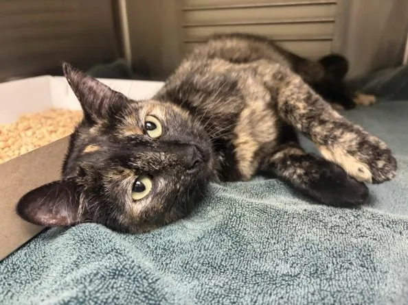 A young medium-sized female Domestic Short Hair cat named Rain for adoption in Chapel Hill, NC