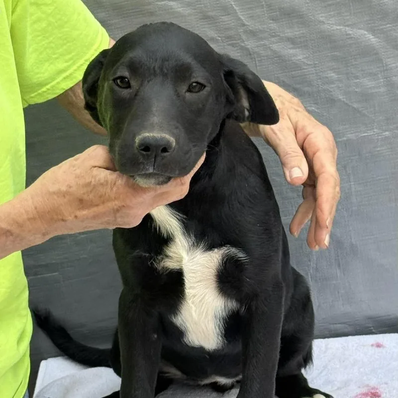 A baby medium-sized female Black Labrador Retriever dog named Quinta for adoption in Alexandria, VA
