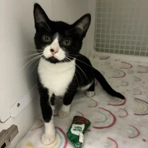 A baby small-sized female Black & White / Tuxedo Domestic Short Hair cat named Applejack for adoption in San Antonio, TX