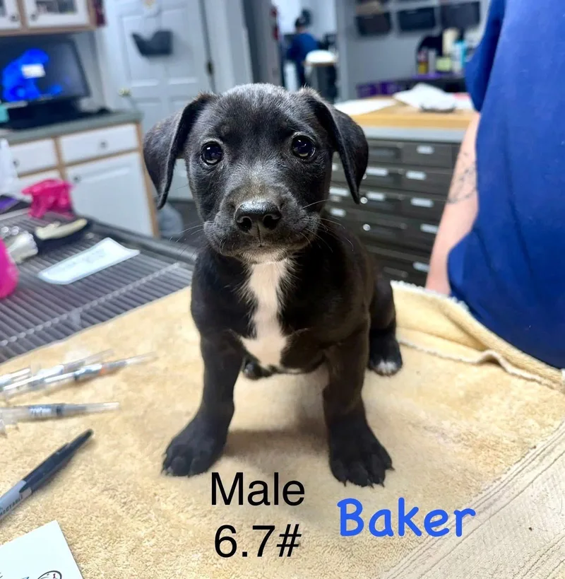 B Litter Baker