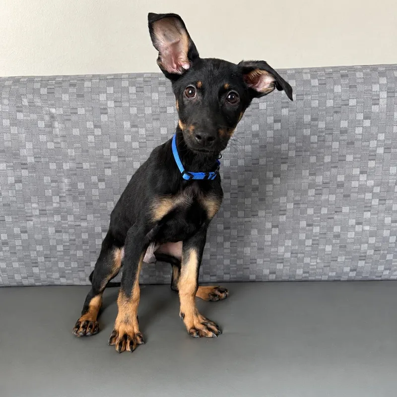 A baby medium-sized male Mixed Breed dog named Buzz for adoption in Henderson, NV