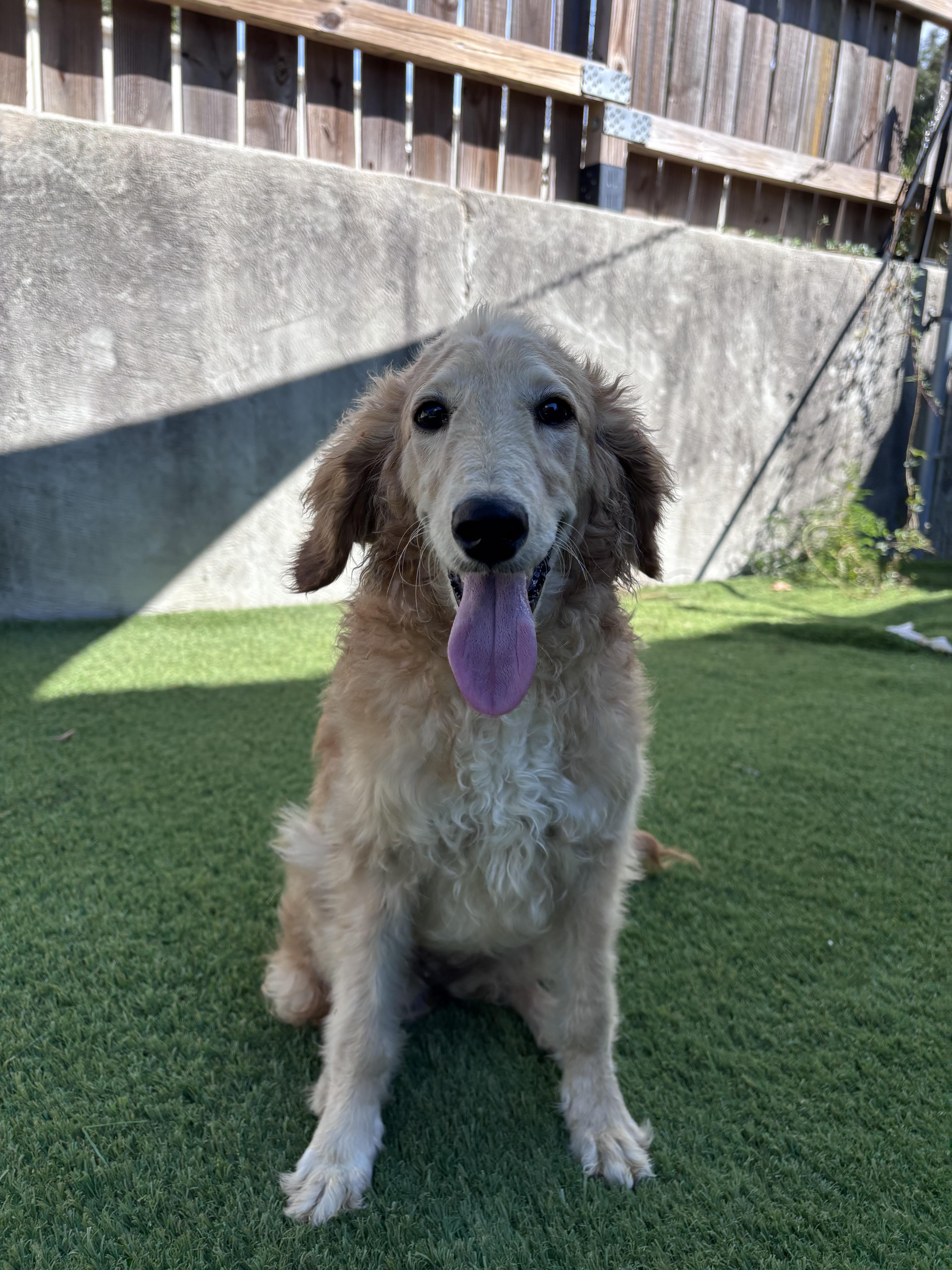 A baby small-sized female Apricot / Beige Goldendoodle dog named Lemi for adoption in Semmes, AL
