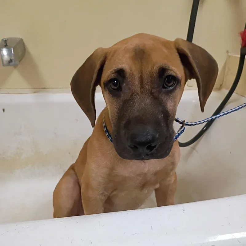 A young medium-sized male Brown / Chocolate Shepherd dog named Brody for adoption in Palestine, TX