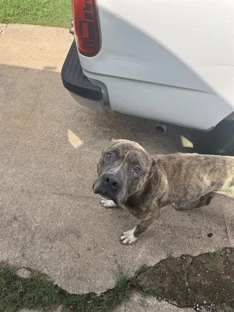 An adult large-sized male Mixed Breed dog named Bear for adoption in Dallas, TX