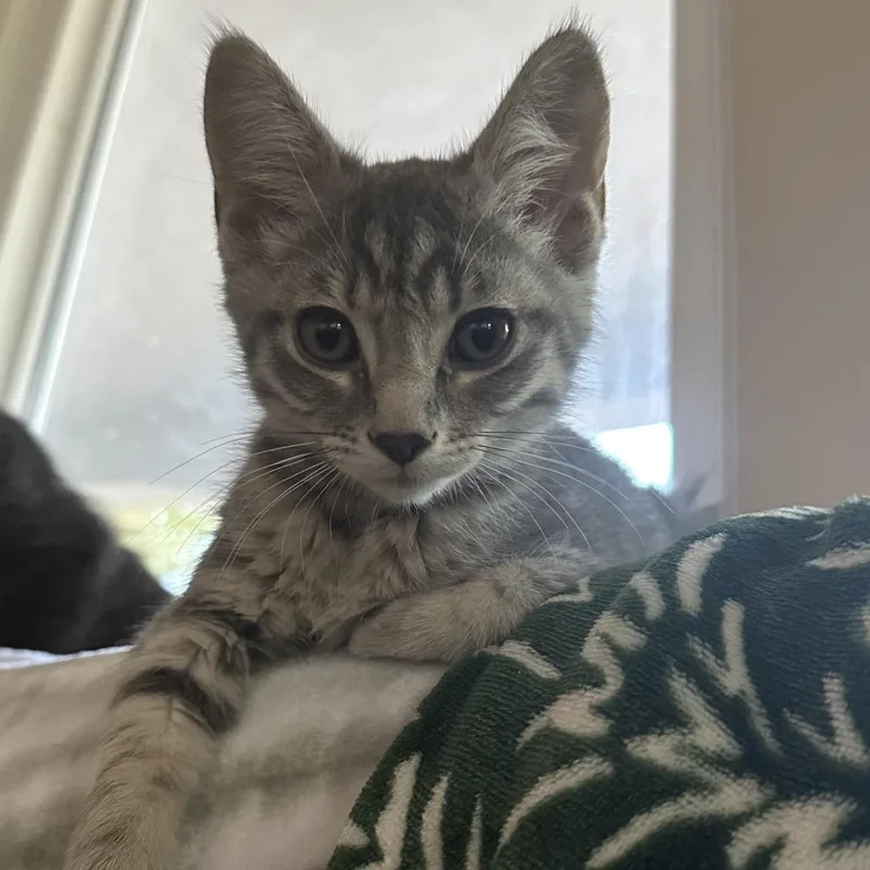 A baby small-sized female Gray / Blue / Silver Domestic Medium Hair cat named Mermaid for adoption in Fort Collins, CO