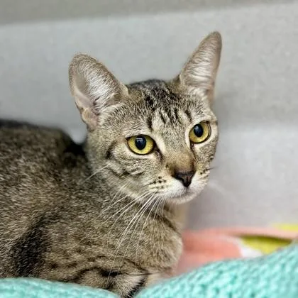 An adult small-sized female Brown / Chocolate Domestic Short Hair cat named Belle for adoption in Atlanta, GA