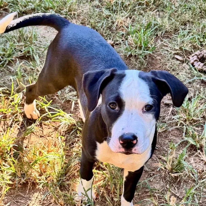 A baby medium-sized female American Staffordshire Terrier dog named Wren for adoption in Monroe , NC