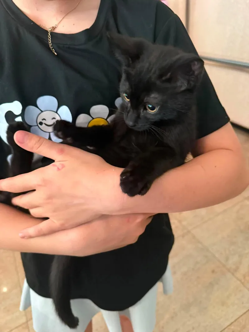A baby small-sized male Black Domestic Short Hair cat named Midnight for adoption in Perth Amboy , NJ
