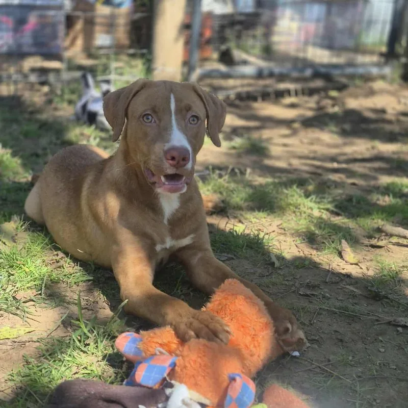 A young small-sized female Yellow / Tan / Blond / Fawn Mixed Breed dog named Tawny for adoption in Dover, AR