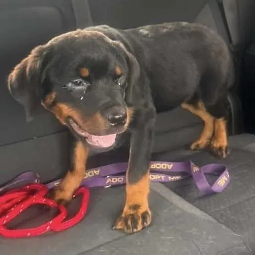 A baby large-sized female Rottweiler dog named Queen for adoption in Hillsborough, NJ