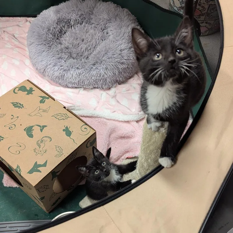 A baby small-sized female Domestic Short Hair cat named Jariah Jarey for adoption in Baltimore, MD