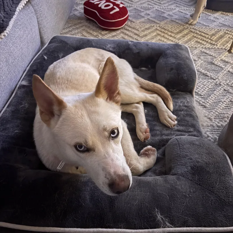 Snow White thumbnail 3