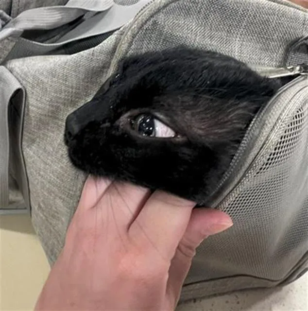 An adult medium-sized male Domestic Short Hair cat named Benny for adoption in Louisville, KY