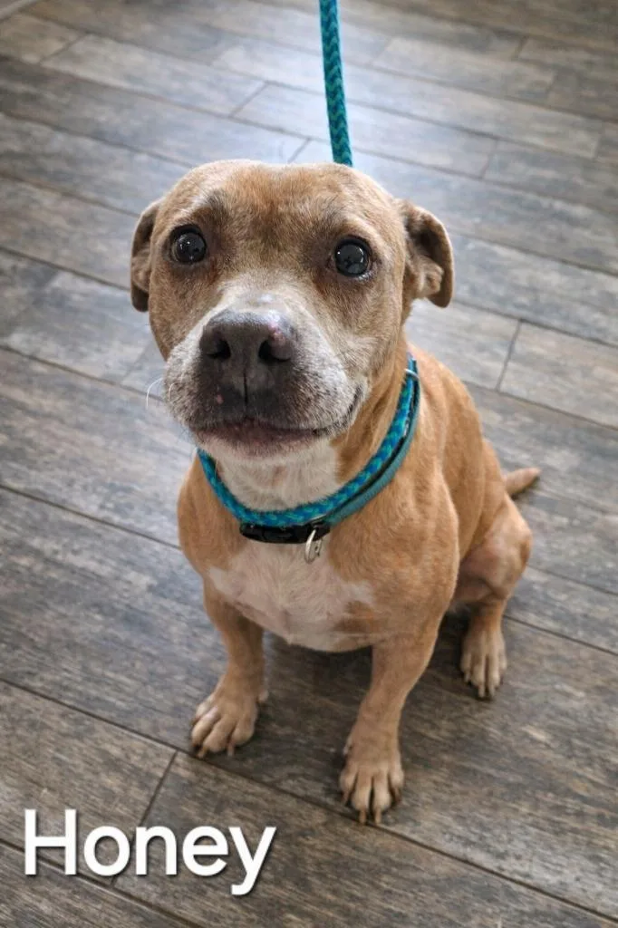 Honey Yrly thumbnail 2