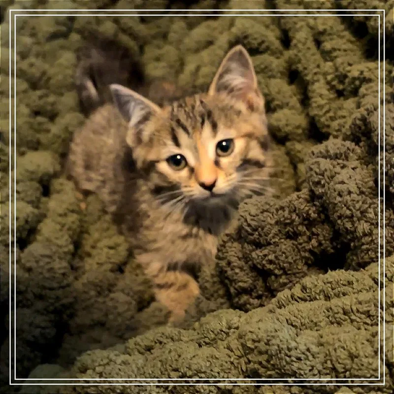 A baby small-sized female Brown / Chocolate Domestic Short Hair cat named Pita for adoption in Monroe, MI