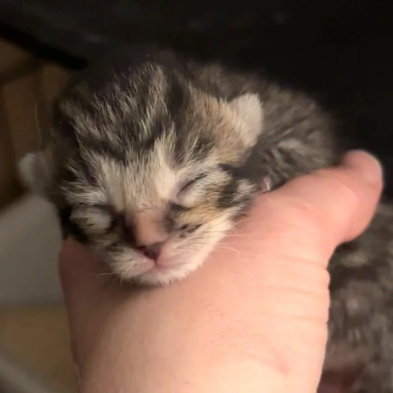 Pita thumbnail 2