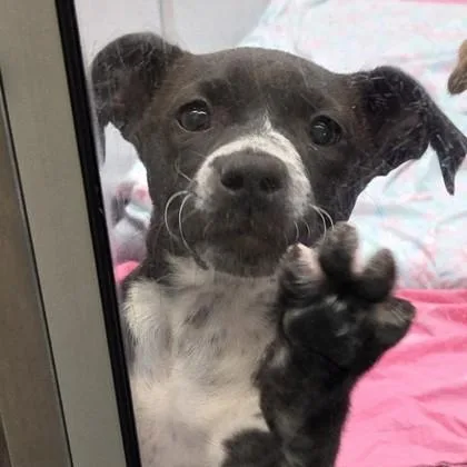 A baby small-sized female Retriever dog named Mozzarella for adoption in Voorhees, NJ