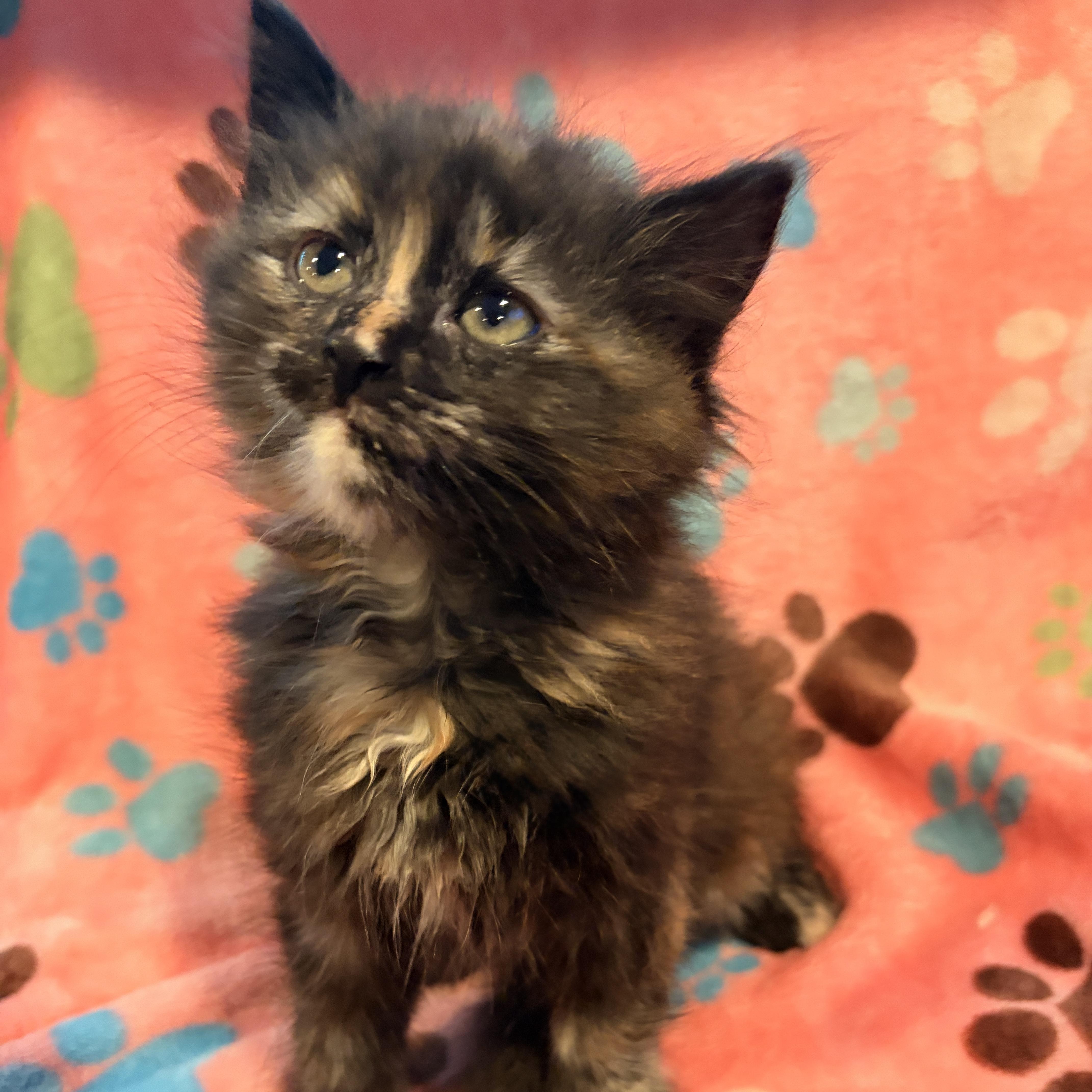 A baby small-sized female Tortoiseshell Domestic Medium Hair cat named MaryLou for adoption in North Billerica, MA