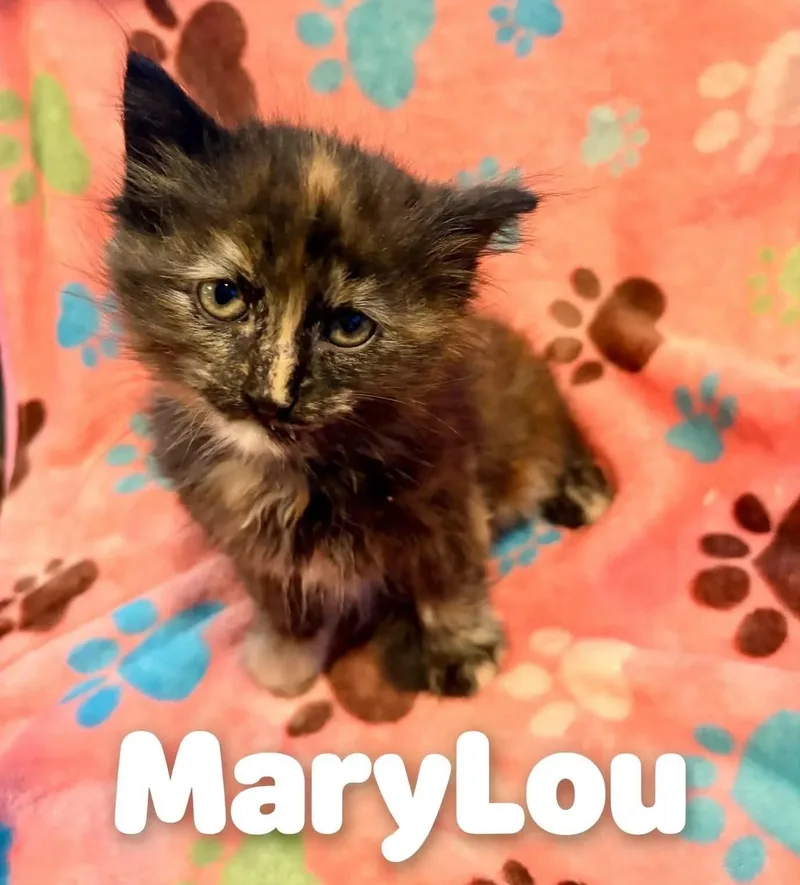 MaryLou thumbnail 4