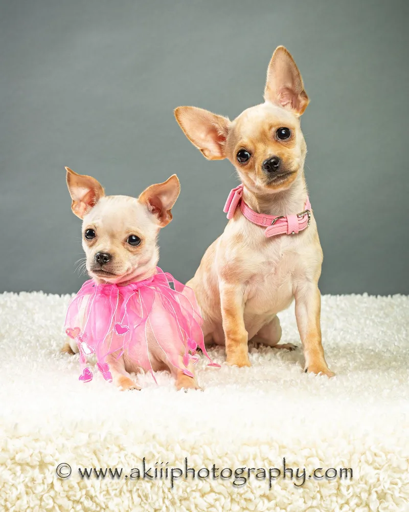 Itsy and Bitsy