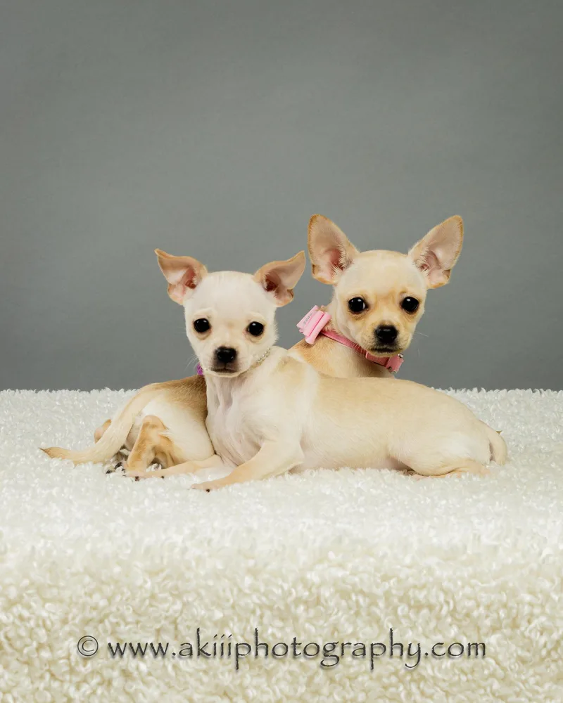 Itsy and Bitsy  thumbnail 2