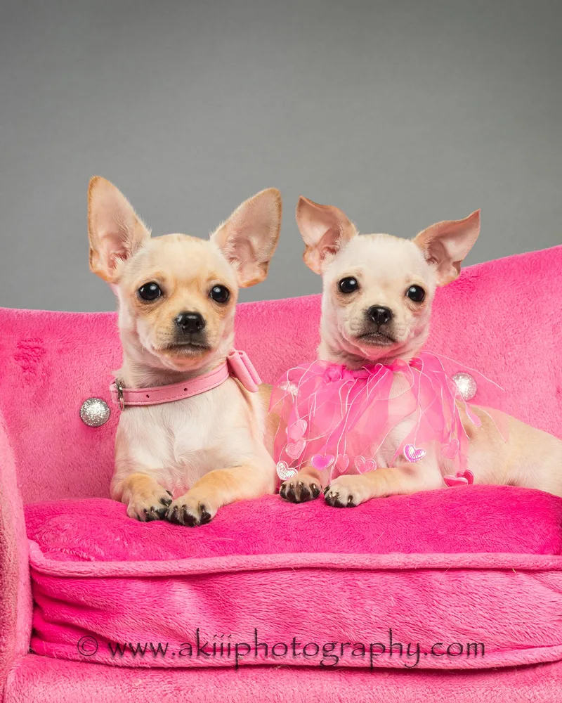 Itsy and Bitsy  thumbnail 3