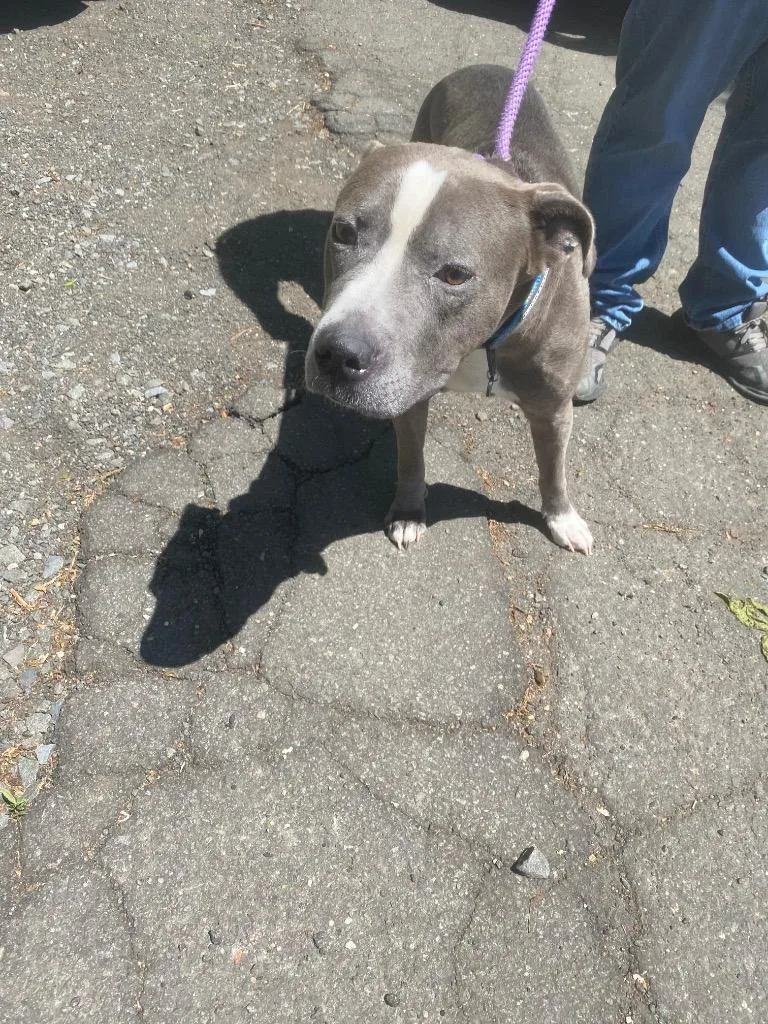 An adult medium-sized male Terrier dog named Chapo for adoption in Pomona, NY