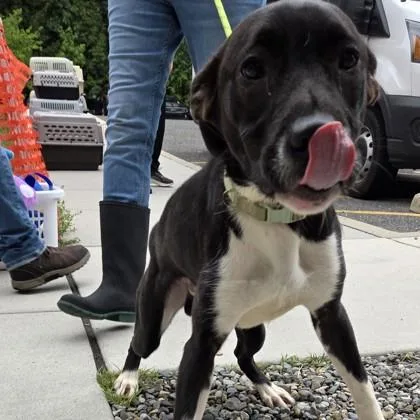 An adult medium-sized male Mixed Breed dog named Router for adoption in Voorhees, NJ