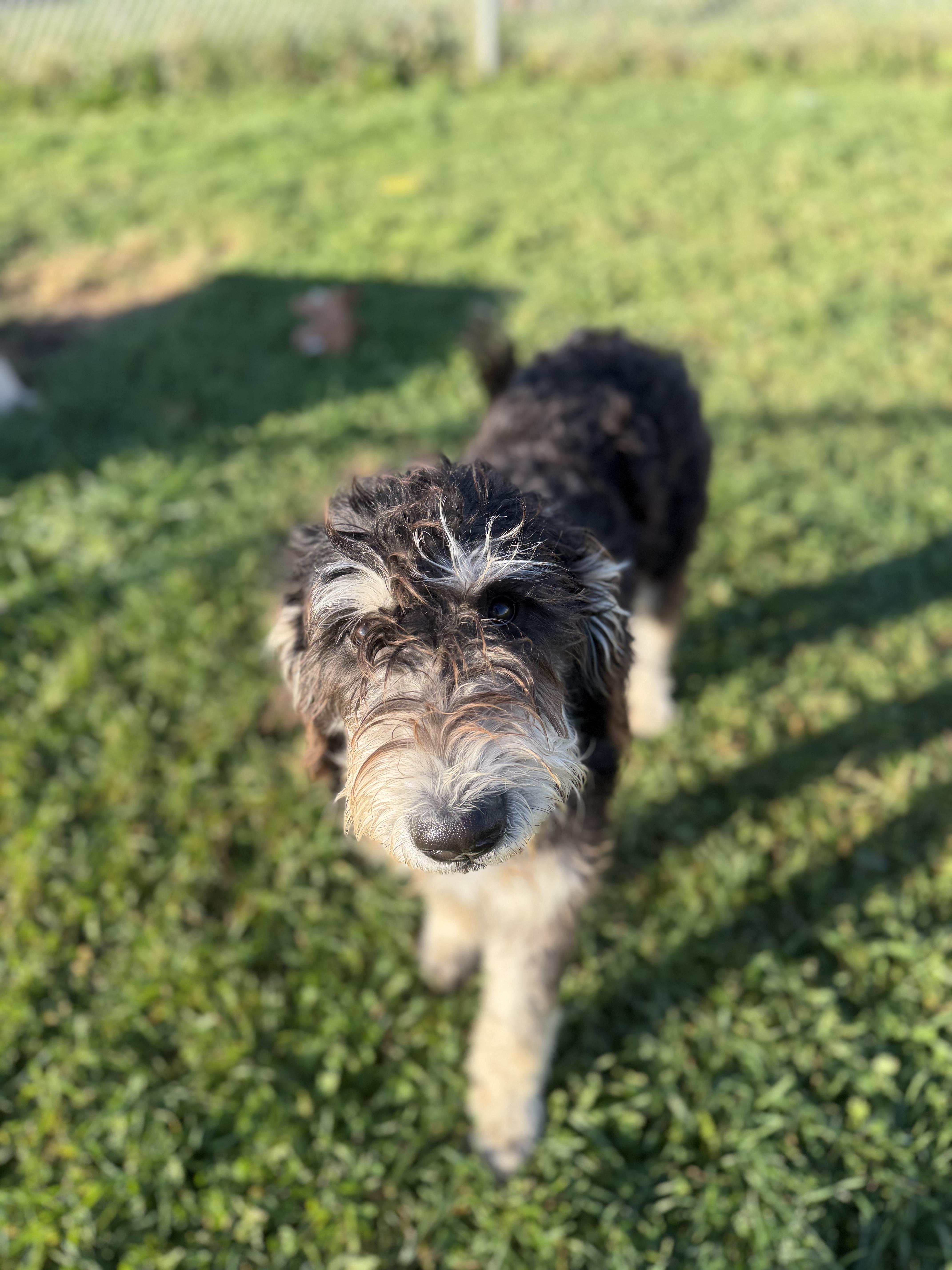 A baby large-sized male Brown / Chocolate Bernedoodle dog named Kingston for adoption in Dodgeville, WI