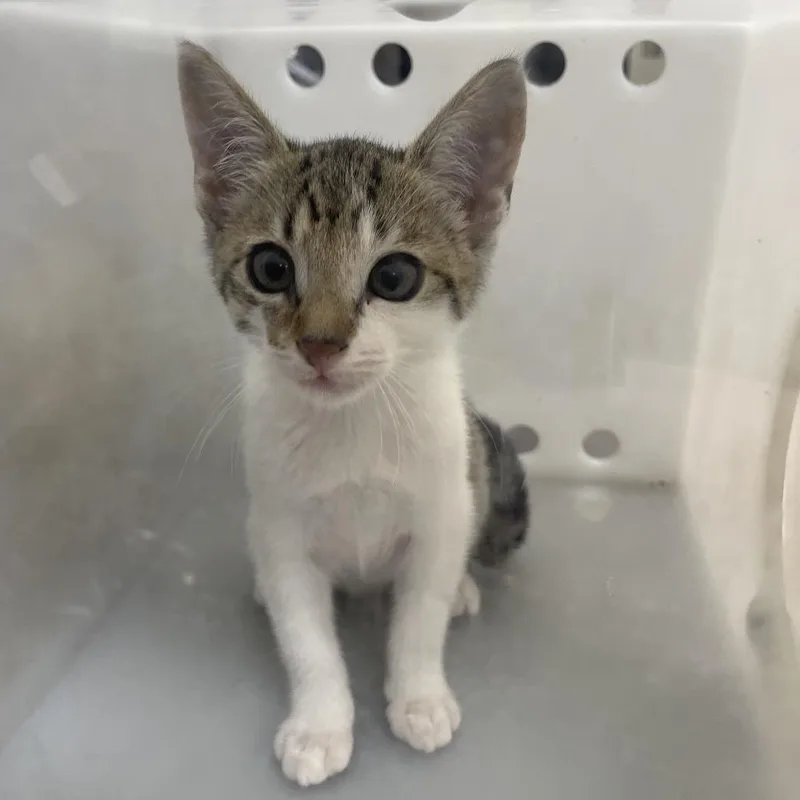 A baby small-sized female White Domestic Short Hair cat named Charlotte for adoption in Columbus, GA