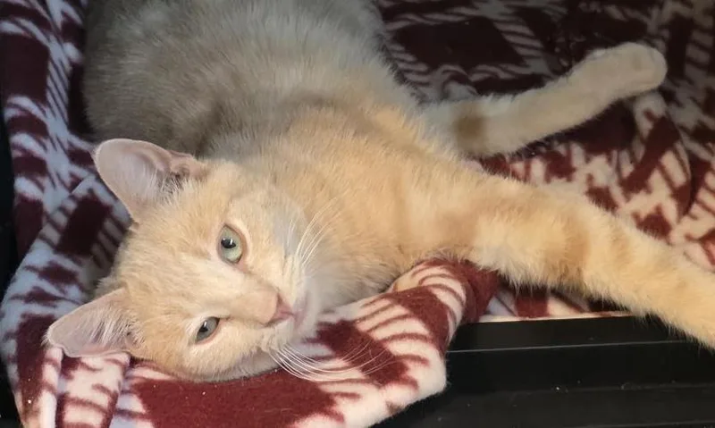 A young medium-sized male Orange / Red Domestic Short Hair cat named Rowan Sunfire for adoption in Chandler, AZ