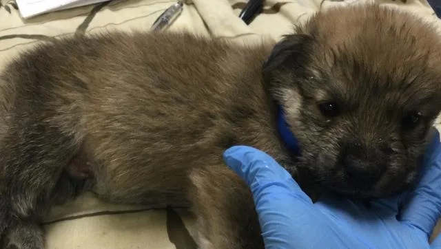 A baby small-sized male Shepherd dog named A for adoption in Riverside, CA