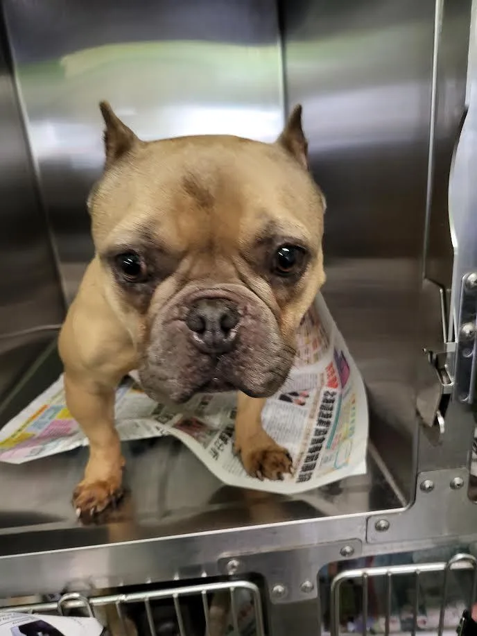 An adult small-sized female French Bulldog dog named Rose for adoption in Los Angeles, CA