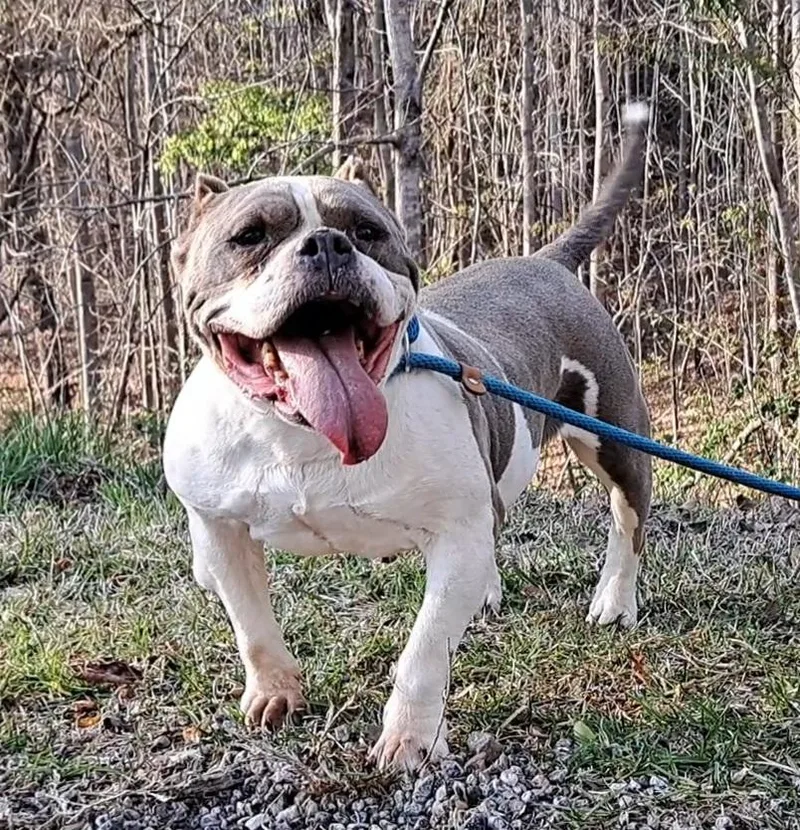 Lola Bulldog Sis thumbnail 2