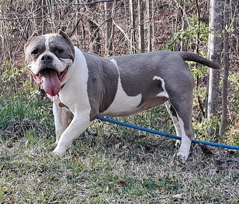 Lola Bulldog Sis thumbnail 3