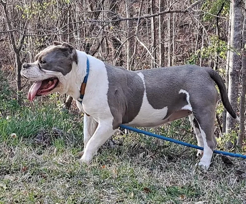 Lola Bulldog Sis thumbnail 4