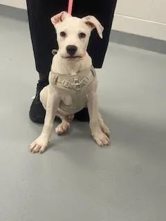 A baby small-sized male Pit Bull Terrier dog named Thunder for adoption in Saint Cloud, FL