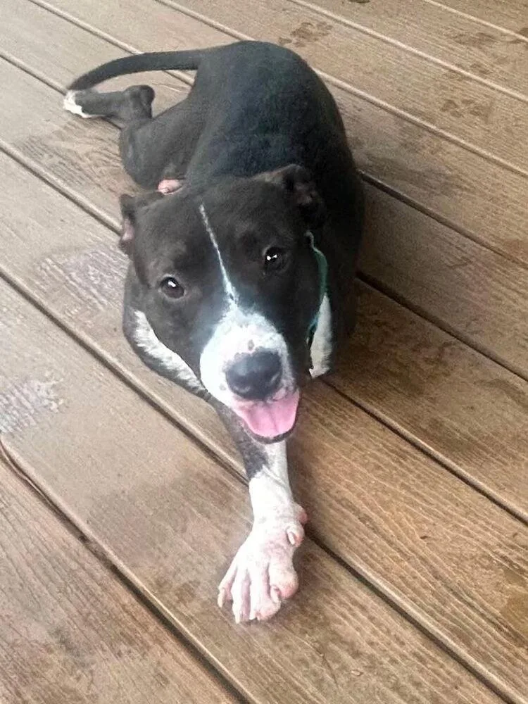 An adult medium-sized female Pit Bull Terrier dog named Jenn for adoption in Pottstown, PA