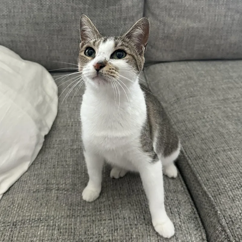 Chloe II thumbnail 3