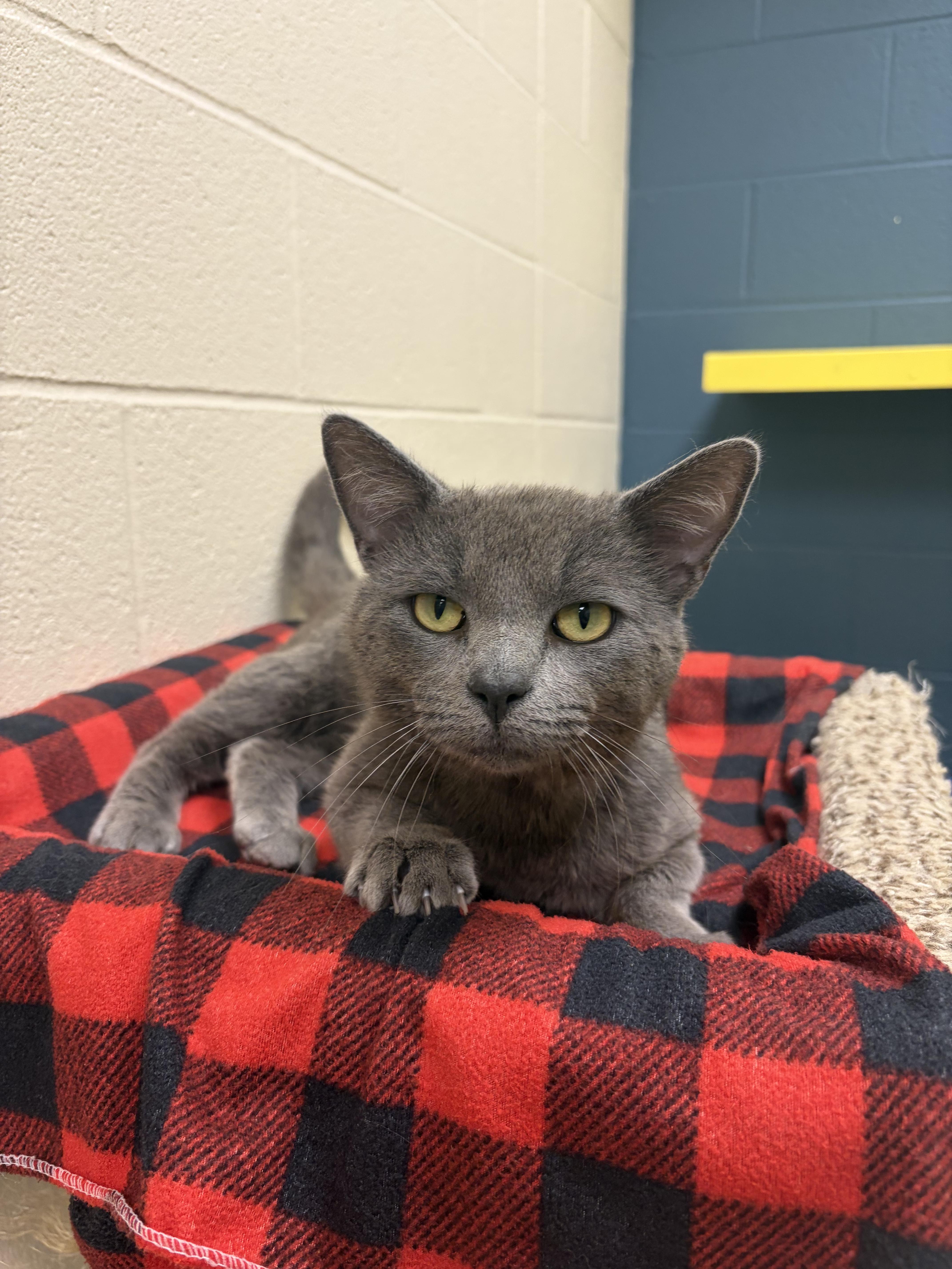 An adult medium-sized male Gray / Blue / Silver Domestic Short Hair cat named Tater for adoption in Valparaiso, IN