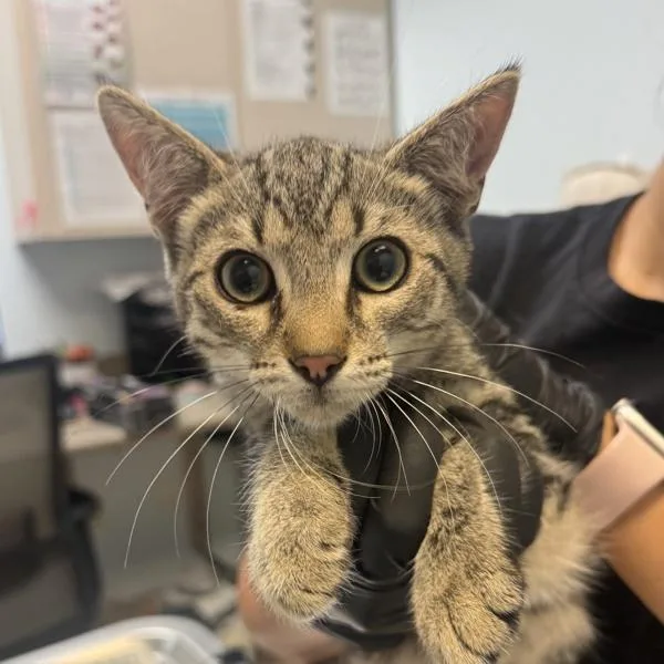 A baby small-sized male Domestic Short Hair cat named Murmor for adoption in Escondido, CA