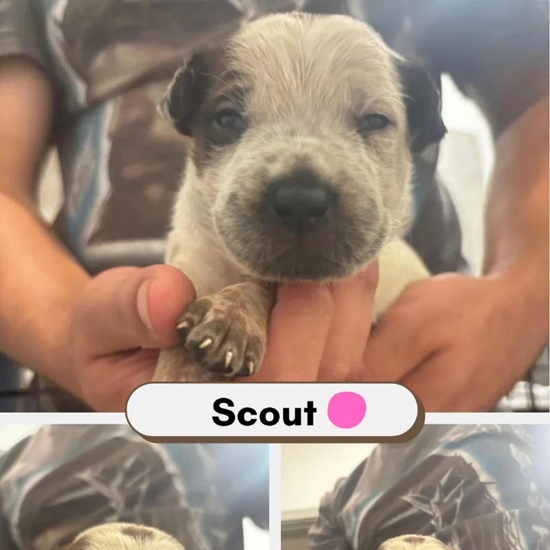 Scout