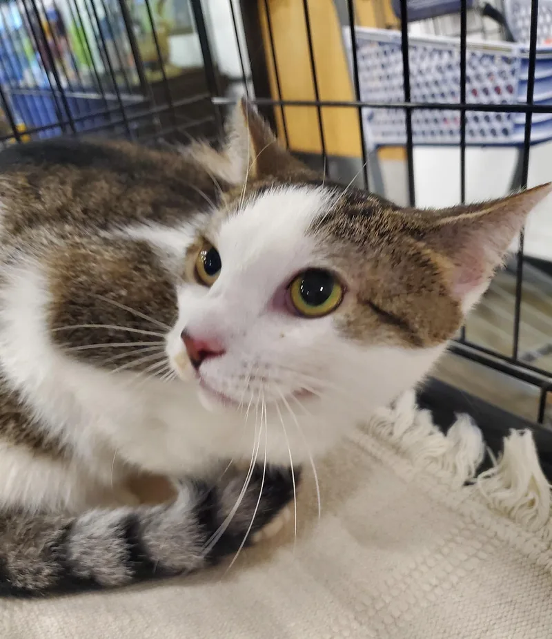 A young medium-sized female Tabby (Brown / Chocolate) Domestic Short Hair cat named Jelly Bean for adoption in Somerset, NJ