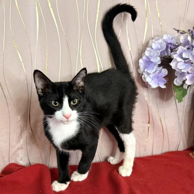 A baby small-sized male Black & White / Tuxedo Domestic Short Hair cat named Zippy for adoption in Long Beach, MS