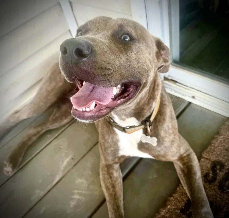 A young large-sized male Bicolor American Bully dog named Bam Bam for adoption in Powell, TN