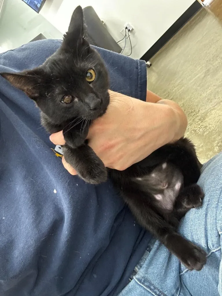 A baby small-sized female Domestic Short Hair cat named Rebecca for adoption in Thousand Oaks, CA